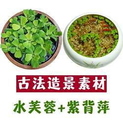Water hibiscus ancient landscaping aquatic plants purify water quality Water hibiscus ancient landscaping aquatic plants purify water quality