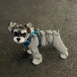 Pet clothes for cats and dogs autumn and winter warm four-legged clothes Teddy Schnauzer Bichon thickened and warm new 2024 Pet clothes for cats and dogs autumn and winter warm four-legged clothes Teddy Schnauzer Bichon thickened and warm new 2024