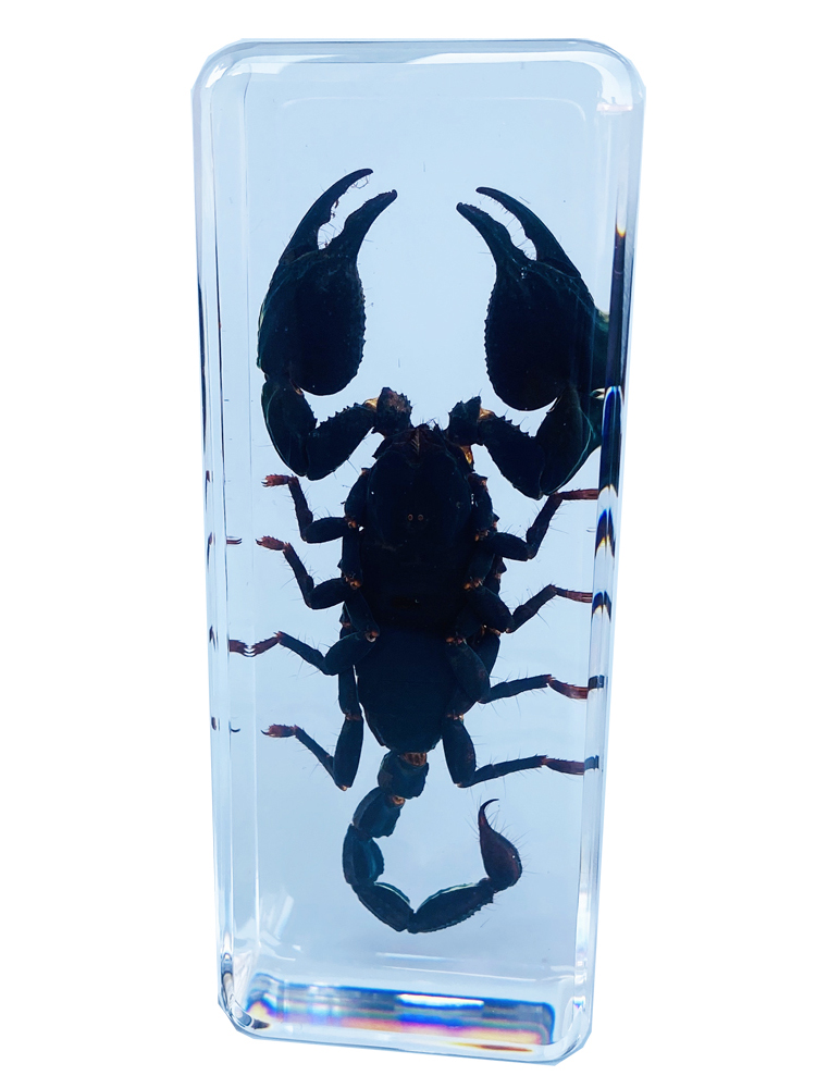 昆虫標本レジンモデル - カブトムシ、サソリ、蝶 - 未来科学