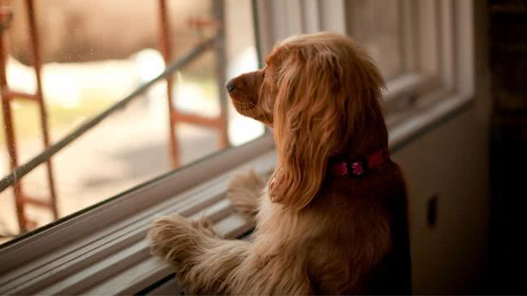 狗狗软骨症 会导致犬类行动不便 有只泰迪叫欧瑞的好物推荐 淘淘