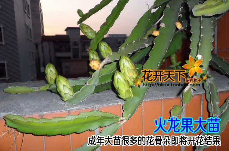 火龙果种子多肉植物防辐射四季长青盆栽阳台花卉种子水果花籽50粒