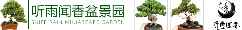 罗汉松大树盆景米罗树桩盆栽 罗汉松大树盆景米罗树桩盆栽