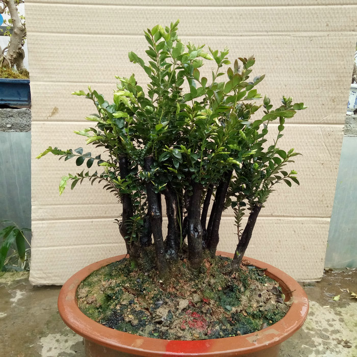 小叶紫檀 小叶紫檀