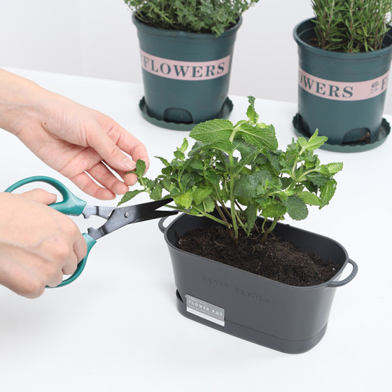 Japanese gardening scissors potted plant set lengthened anti-slip pruning shears household garden tools branch flower scissors Japanese gardening scissors potted plant set lengthened anti-slip pruning shears household garden tools branch flower scissors