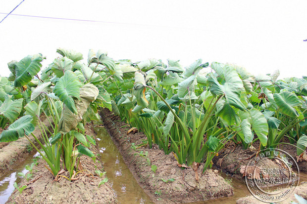 粉糯香软油煎芋头糕广东包邮20个香芋糕小点心韶关土特产小吃美食