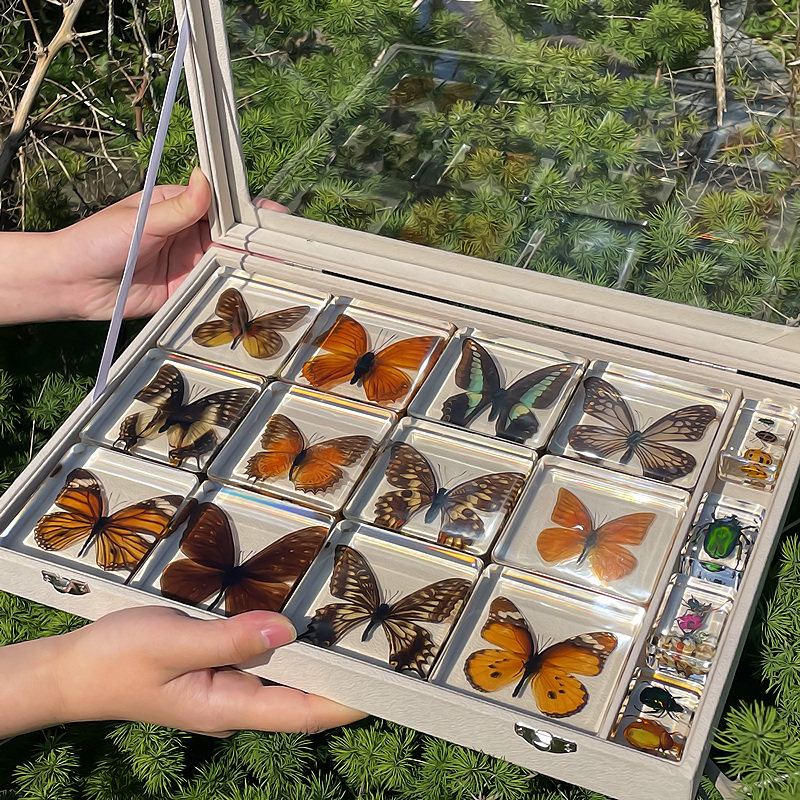 本物の蝶標本レジンディスプレイボックス - 昆虫コレクションギフト