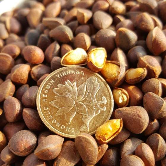 Bulk Daxinganling Wild Horsetail Pine Nuts and Nuts are lying in original flavor without opening skin thin rat grain 1*0.5kg delivery bag
Bulk Daxinganling Wild Horsetail Pine Nuts and Nuts are lying in original flavor without opening skin thin rat grain 1*0.5kg delivery bag