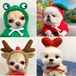 Teddy's clothes transform into dog and cat raincoats Teddy's clothes transform into dog and cat raincoats