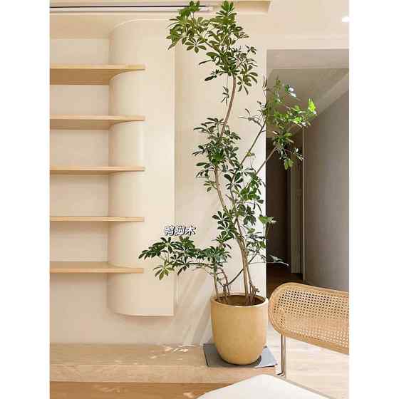 Duck foot wooden pot plant large green plant living room office duck foot wooden bonsai plant can feed the bedroom all seasons
Duck foot wooden pot plant large green plant living room office duck foot wooden bonsai plant can feed the bedroom all seasons