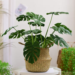 Scandinavian Single Artificial Green Plant Potted Plant Floriculture Large Turtle Leaf Living Room Balcony Decorative Decoration Fake Flower Scandinavian Single Artificial Green Plant Potted Plant Floriculture Large Turtle Leaf Living Room Balcony Decorative Decoration Fake Flower