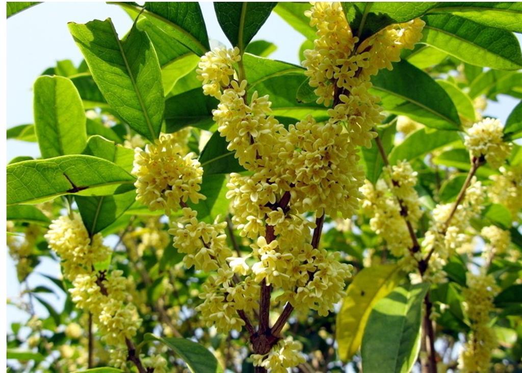 养在阳台上, 满屋子都飘香的花卉植物82