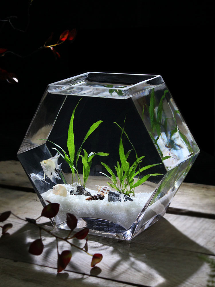 Pecera Triangular Para Betta 1 Galón - MELO Pet And Garden, , large
