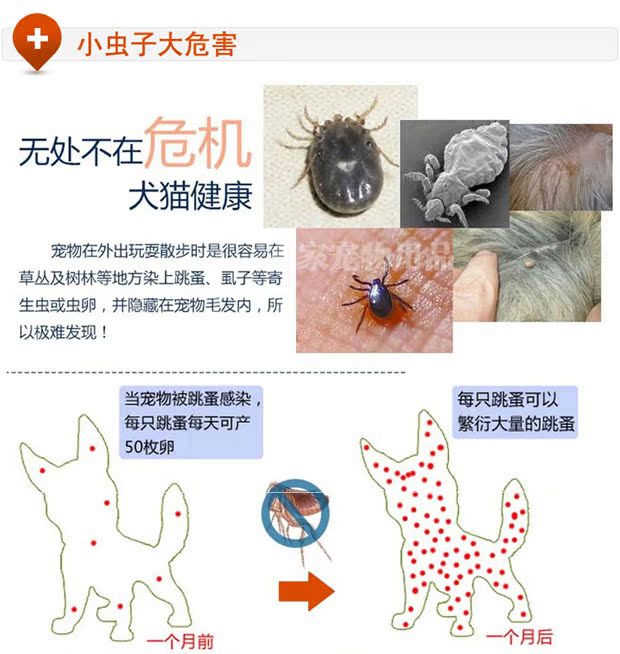 法国进口狗狗驱虫项圈去跳蚤狗项圈小型犬专用小狗泰迪除虱子蜱虫