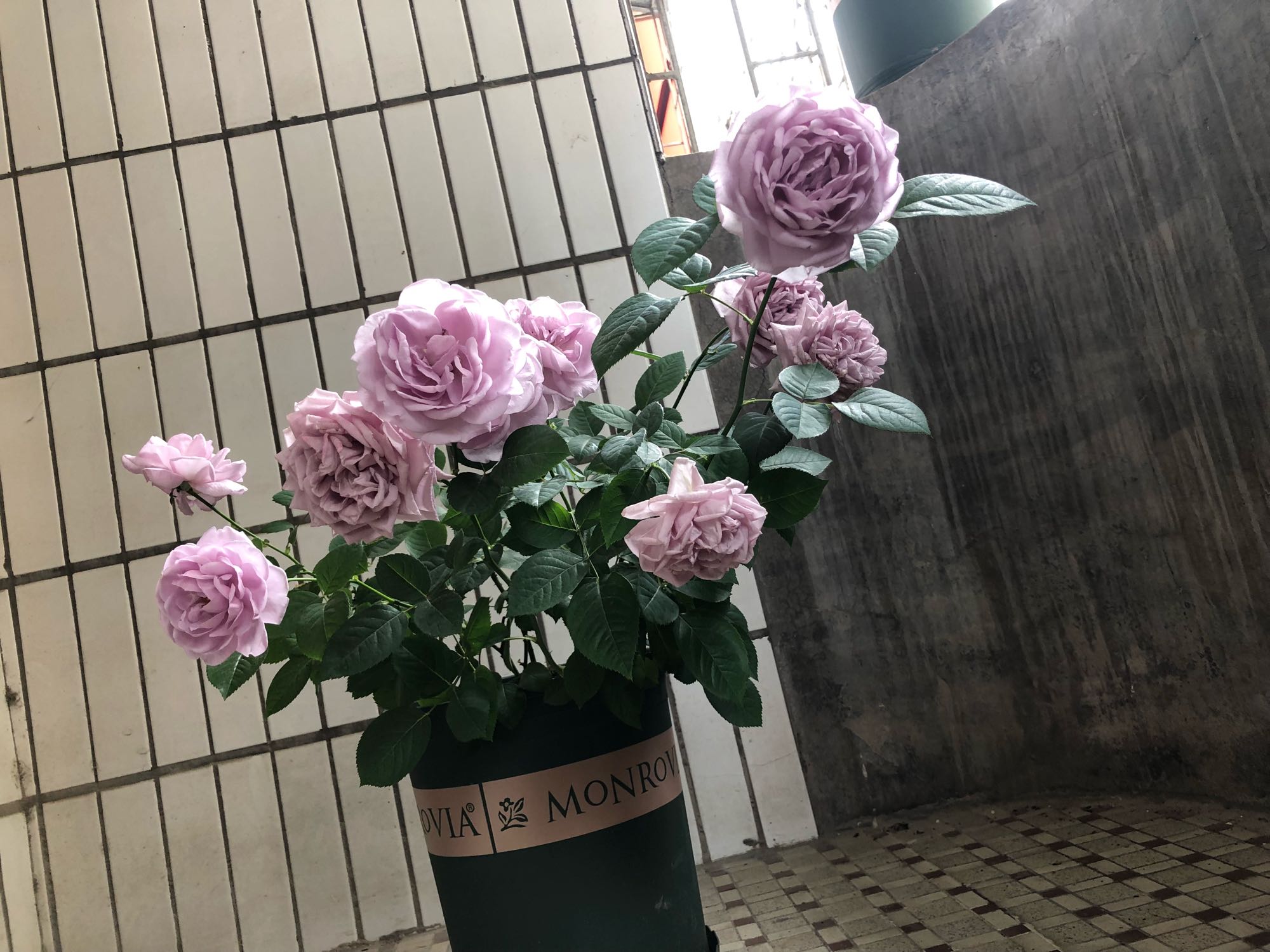 玫瑰 玫瑰花蕾 花 - Pixabay上的免费照片