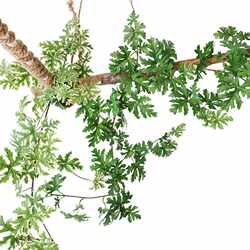 New direct selling simulated rattan green plant rattan pipe decoration to block green plant strips store decoration artificial grapes New direct selling simulated rattan green plant rattan pipe decoration to block green plant strips store decoration artificial grapes