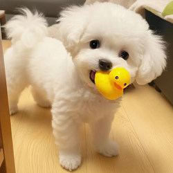 Dog Sound Toy Pet Bath Sound-Making Little Yellow Duck Teddy Bite-Resistant Teething Squeaky Little Duck Dog Chew Toy Dog Sound Toy Pet Bath Sound-Making Little Yellow Duck Teddy Bite-Resistant Teething Squeaky Little Duck Dog Chew Toy
