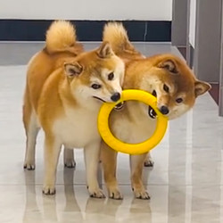 Dog Toy for Teething, Durable Chewable Frisbee, Ring, Tug Ball, Shiba Inu, Border Collie, Corgi, Large Dog Interactive Boredom Relief Training Dog Toy for Teething, Durable Chewable Frisbee, Ring, Tug Ball, Shiba Inu, Border Collie, Corgi, Large Dog Interactive Boredom Relief Training