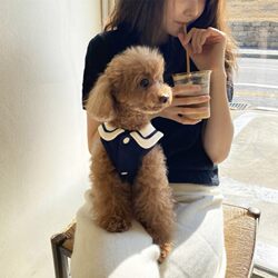 Pet Clothes Teddy Bichon Small Dog Pomeranian Cat Pet Clothes Teddy Bichon Small Dog Pomeranian Cat
