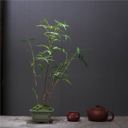 Guanyin Phoenix Tail Red Bamboo Wenmi Bamboo Chinese Zen Office Tea Indoor Desktop Living Room Green Plant Bonsai Planting Moss Guanyin Phoenix Tail Red Bamboo Wenmi Bamboo Chinese Zen Office Tea Indoor Desktop Living Room Green Plant Bonsai Planting Moss