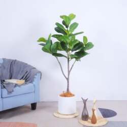 Artificial fiddle leaf fig tree indoor floor-standing potted green plant living room decoration ornament tree simulated plant bonsai Artificial fiddle leaf fig tree indoor floor-standing potted green plant living room decoration ornament tree simulated plant bonsai