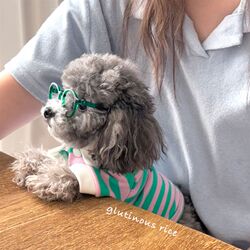 Pet Dog Clothes Summer Thin Striped Polo Shirt Cute Cat Clothing Small Dog Tai Z Dibi Bear Bo Pet Dog Clothes Summer Thin Striped Polo Shirt Cute Cat Clothing Small Dog Tai Z Dibi Bear Bo