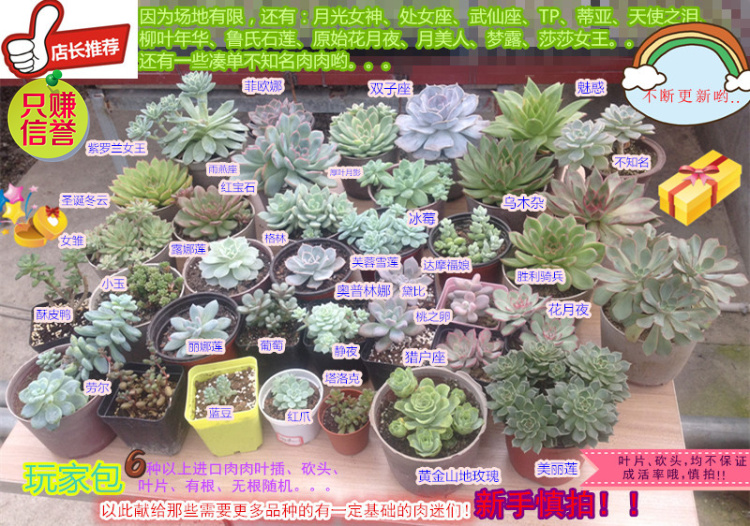 18元】常见多肉植物叶插片紫珍珠吉娃娃丽露娜莲