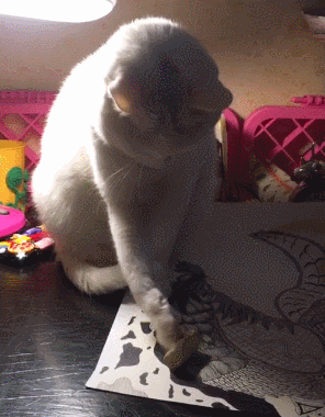 好不容易又推回到了纸上,逗比的猫咪还忍不住悄悄的抬起眼瞄了一下