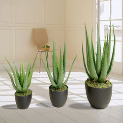 Nordic Artificial Aloe Vera Potted Succulent Plant Bonsai Decorative Ornament Desktop Green Plant American Curacao European Style Nordic Artificial Aloe Vera Potted Succulent Plant Bonsai Decorative Ornament Desktop Green Plant American Curacao European Style