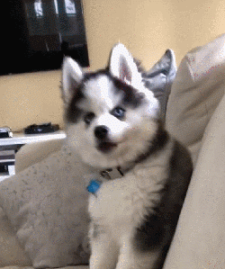 一只沾了二哈血统的狗子,秃顶蠢得可爱