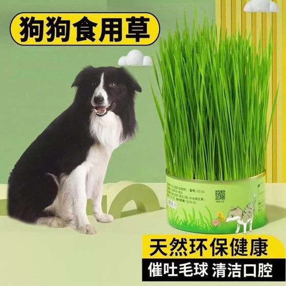 Special dog grass for pet dogs that can be eaten, pelletized fur grass, dog edible grass, dental cleaning snacks
Special dog grass for pet dogs that can be eaten, pelletized fur grass, dog edible grass, dental cleaning snacks