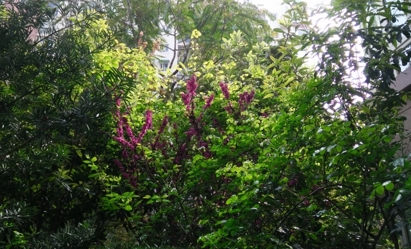 在树丛中绽放的 豆科紫荆花