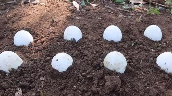 鸭蛋种在土里，1小时后挖出让人惊讶万分