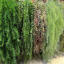 Artificial Hanging Decorative Green Plants, Hanging Persian Leaves, Goldenrod, Wintergreen, Wall Hanging, Ceiling Decoration, New Plastic Grass Artificial Hanging Decorative Green Plants, Hanging Persian Leaves, Goldenrod, Wintergreen, Wall Hanging, Ceiling Decoration, New Plastic Grass
