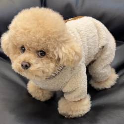 Dog Autumn and Winter Clothes, Fleece-Lined, Warm Four-Legged Clothing with Leash Ring, Teddy, Bichon, Pomeranian Pet Puppy Winter Clothing Dog Autumn and Winter Clothes, Fleece-Lined, Warm Four-Legged Clothing with Leash Ring, Teddy, Bichon, Pomeranian Pet Puppy Winter Clothing
