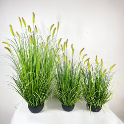 Artificial Green Plants, Cat Tail Grass, Indoor Landscape Greenery, Decorative Ornaments, Reed Potted Plants, Beautiful Display Scenes, Floral Decorations Artificial Green Plants, Cat Tail Grass, Indoor Landscape Greenery, Decorative Ornaments, Reed Potted Plants, Beautiful Display Scenes, Floral Decorations