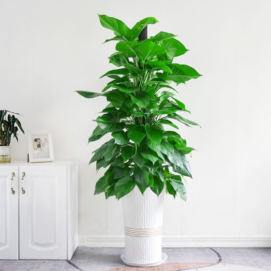 Gold leaf, large leaf, golden cherry pillar potted plants are easy to feed large green plants indoor purifying air office living room is good
Gold leaf, large leaf, golden cherry pillar potted plants are easy to feed large green plants indoor purifying air office living room is good