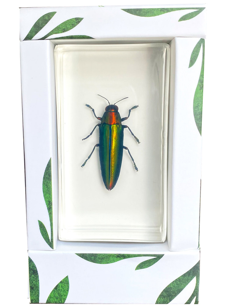 昆虫標本レジンモデル - カブトムシ、サソリ、蝶 - 未来科学