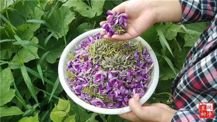 深山野生葛花 新葛根花 解酒茶醒酒茶护肝养肝花草茶 葛花茶3包邮