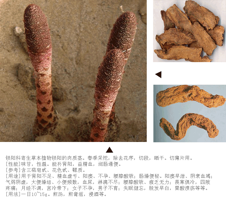 新疆野生金锁阳 锁阳片固精补肾中药材店内有 肉苁蓉玛卡鹿茸包邮