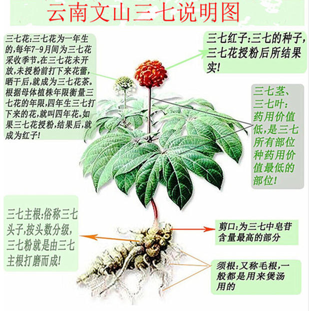 批发云南文山三七60头三七40头三七30头三七20头三七