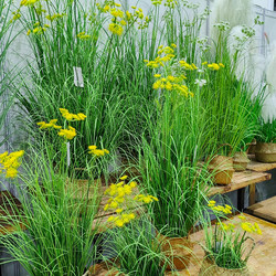 New Artificial Green Plants, Onion Grass, Baby's Breath, Fake Flowers for Indoor and Outdoor Display, Window Display, Floor-Standing Photography, Landscaping, and Decoration New Artificial Green Plants, Onion Grass, Baby's Breath, Fake Flowers for Indoor and Outdoor Display, Window Display, Floor-Standing Photography, Landscaping, and Decoration
