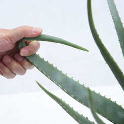 Manufacturer Wholesale Artificial Aloe Vera Pot Plant Ornaments Large Tropical Fake Flower Succulents Hand Simulation Aloe Vera Bonsai Manufacturer Wholesale Artificial Aloe Vera Pot Plant Ornaments Large Tropical Fake Flower Succulents Hand Simulation Aloe Vera Bonsai