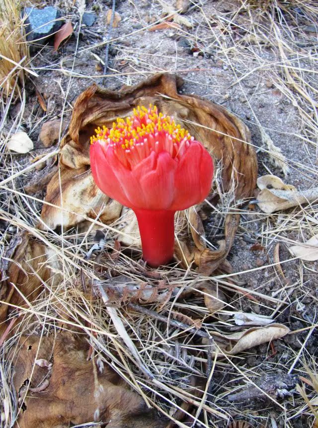 【2013秋季球茎团购—珍稀植物haemanthus sanguineus巨叶血莲】