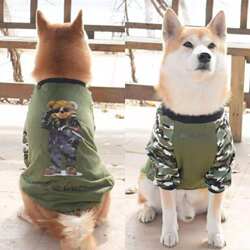 Border Coat Golden Retriever Alaska Shiba Inu Coki Border Coat Golden Retriever Alaska Shiba Inu Coki