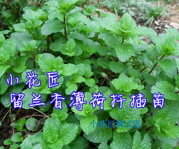 小花匠培育 留兰香薄荷 巧克力薄荷 绿薄荷 香花菜 香