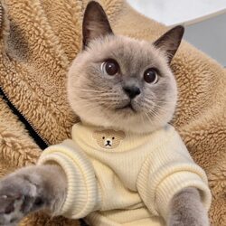 Cat Clothes for British Shorthair, Summer, Autumn and Winter Styles, Pet Dog, Kitten, Ragdoll Cat Clothes, Anti-Shedding, Thin Style Cat Clothes for British Shorthair, Summer, Autumn and Winter Styles, Pet Dog, Kitten, Ragdoll Cat Clothes, Anti-Shedding, Thin Style
