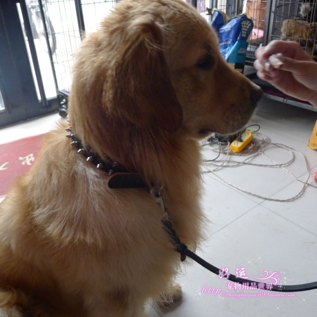 Ошейник для животных Good luck pet supplies world 888 Ошейник для животных Good luck pet supplies world 888