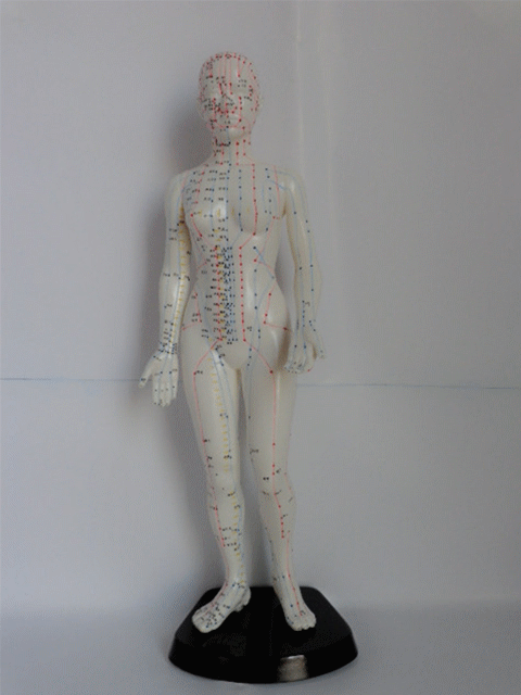 正品上海经络通 中医针灸人体穴位模型 超清晰白色 男女经络小人