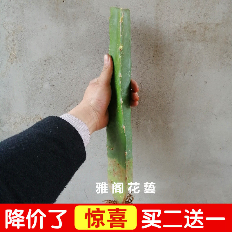 접목된 게 발톱 난초 대목 삼각형 기둥 삼각형 화살 선인장 접목된 게 발톱 난초 화살 연꽃 뿌리 포함 무료 배송.-