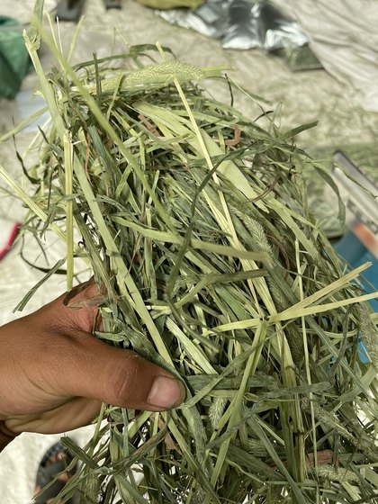 2025 Dried Timo Bulk West Totoro Dutch Pig Rabbit Feed Cattle Sheep Forage Gansu Dingxi Min County Cat Food
2025 Dried Timo Bulk West Totoro Dutch Pig Rabbit Feed Cattle Sheep Forage Gansu Dingxi Min County Cat Food
